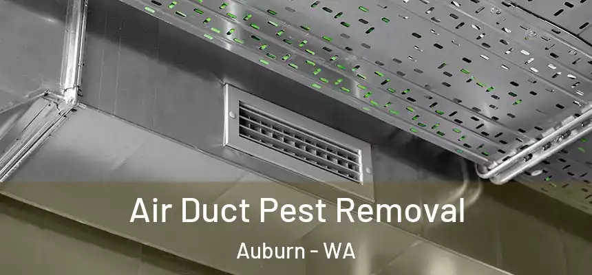 Air Duct Pest Removal Auburn - WA