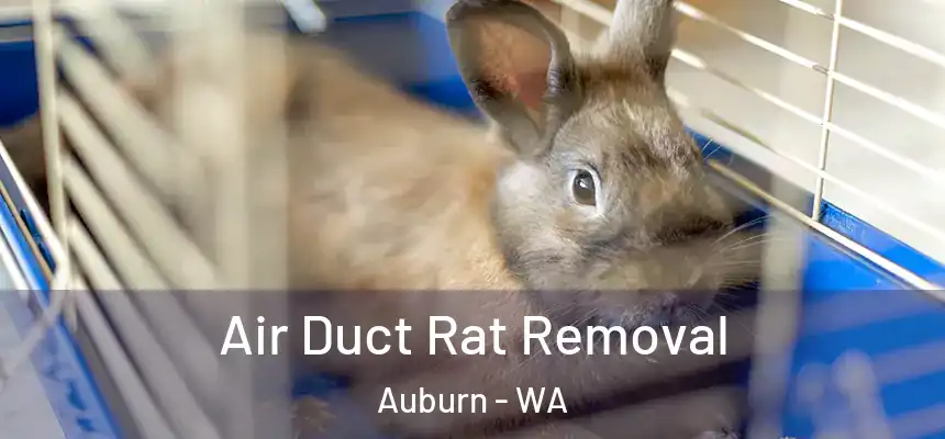 Air Duct Rat Removal Auburn - WA