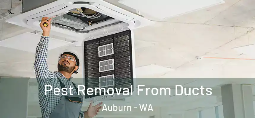 Pest Removal From Ducts Auburn - WA