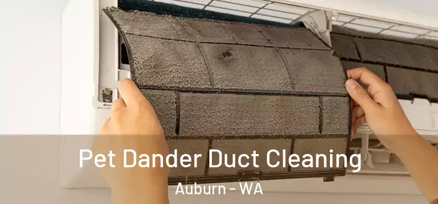 Pet Dander Duct Cleaning Auburn - WA