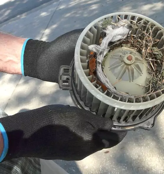 About Air Duct Mice Removal in Auburn, WA